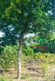 Cây Chay
