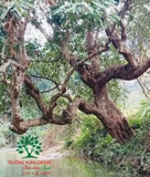 CÂY VỐI