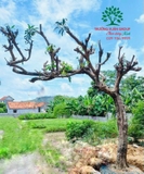 Cây Trứng Gà