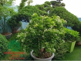 CÂY MAI CHIẾU THỦY
