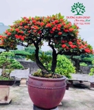 CÂY HOA MẪU ĐƠN TA (TRUYỀN THỐNG)