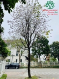 Cây Sala
