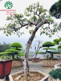 CÂY ỔI