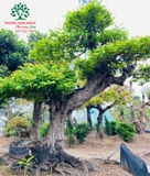 Cây Khế