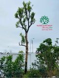 Thi công thực tế 95