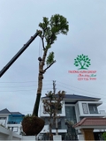 Thi công thực tế 95