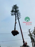Thi công thực tế 95
