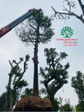 Thi công thực tế 95