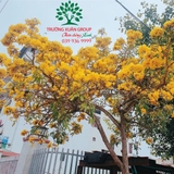 Cây Phong Linh