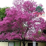 Cây Phong Linh