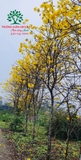 Cây Phong Linh