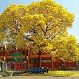 Cây Phong Linh