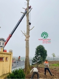 Thi công thực tế 96