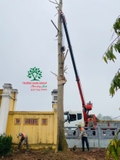 Thi công thực tế 96