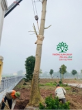 Thi công thực tế 96