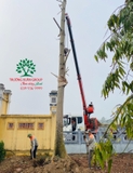Thi công thực tế 96