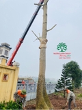 Thi công thực tế 96
