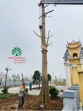 Thi công thực tế 96