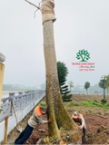 Thi công thực tế 96