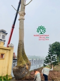 Thi công thực tế 96