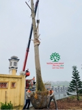 Thi công thực tế 96