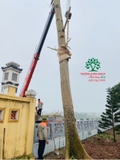Thi công thực tế 96