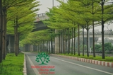 CÂY BÀNG ĐÀI LOAN