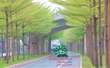 CÂY BÀNG ĐÀI LOAN