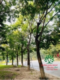 CÂY BÀNG ĐÀI LOAN