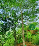 CÂY BÀNG ĐÀI LOAN