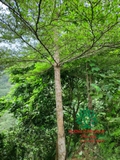 CÂY BÀNG ĐÀI LOAN