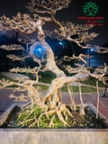 Bonsai 163
