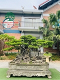 Bonsai 171