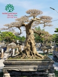 Bonsai 163