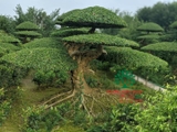 Bonsai 176