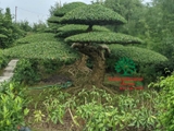 Bonsai 176