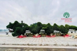 CÂY SANH