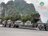 CÂY SANH
