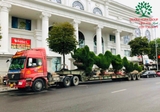 CÂY SANH
