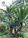 CÂY THIÊN TUẾ