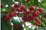 Cây Sắn Thuyền