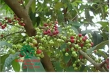Cây Sắn Thuyền