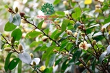 Hoa Lan Tiêu