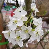 Cây Lê