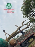 Thi công thực tế 98