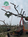 Thi công thực tế 98