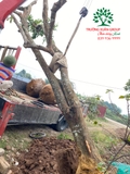 Thi công thực tế 98