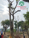 Thi công thực tế 98