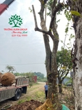 Thi công thực tế 98