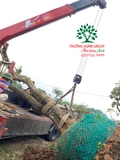 Thi công thực tế 98